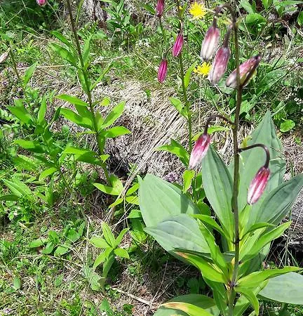 Haus Katharina * Schnepfau